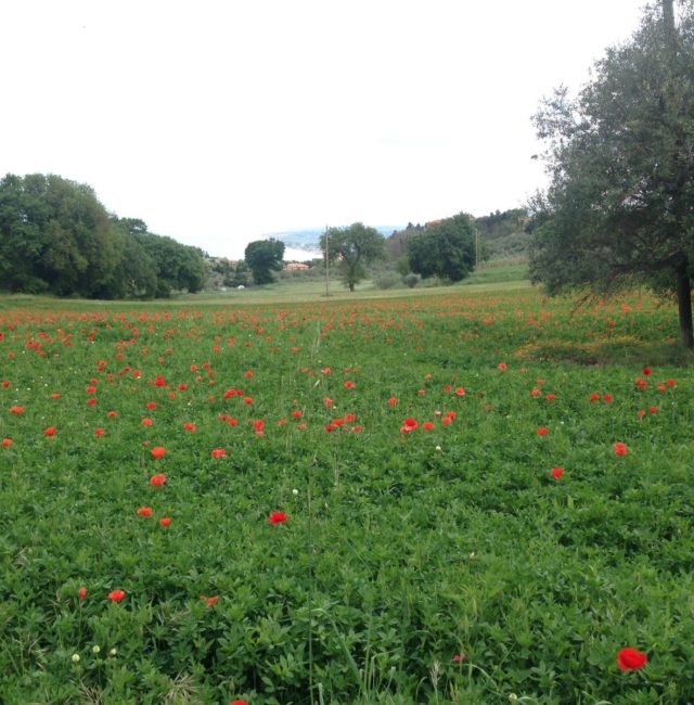 tourlago4_civitanova_marche